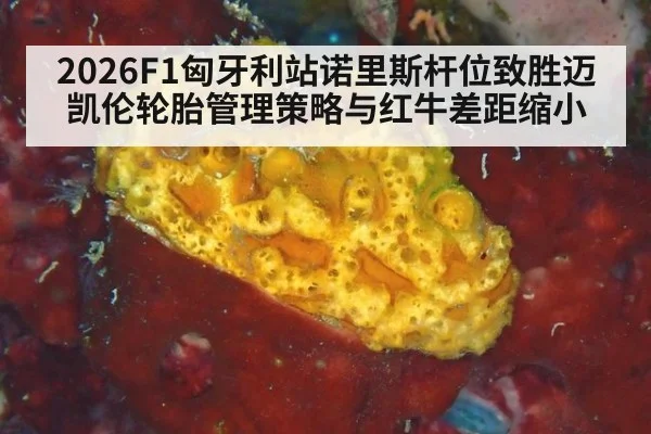 2026F1匈牙利站诺里斯杆位致胜迈凯伦轮胎管理策略与红牛差距缩小